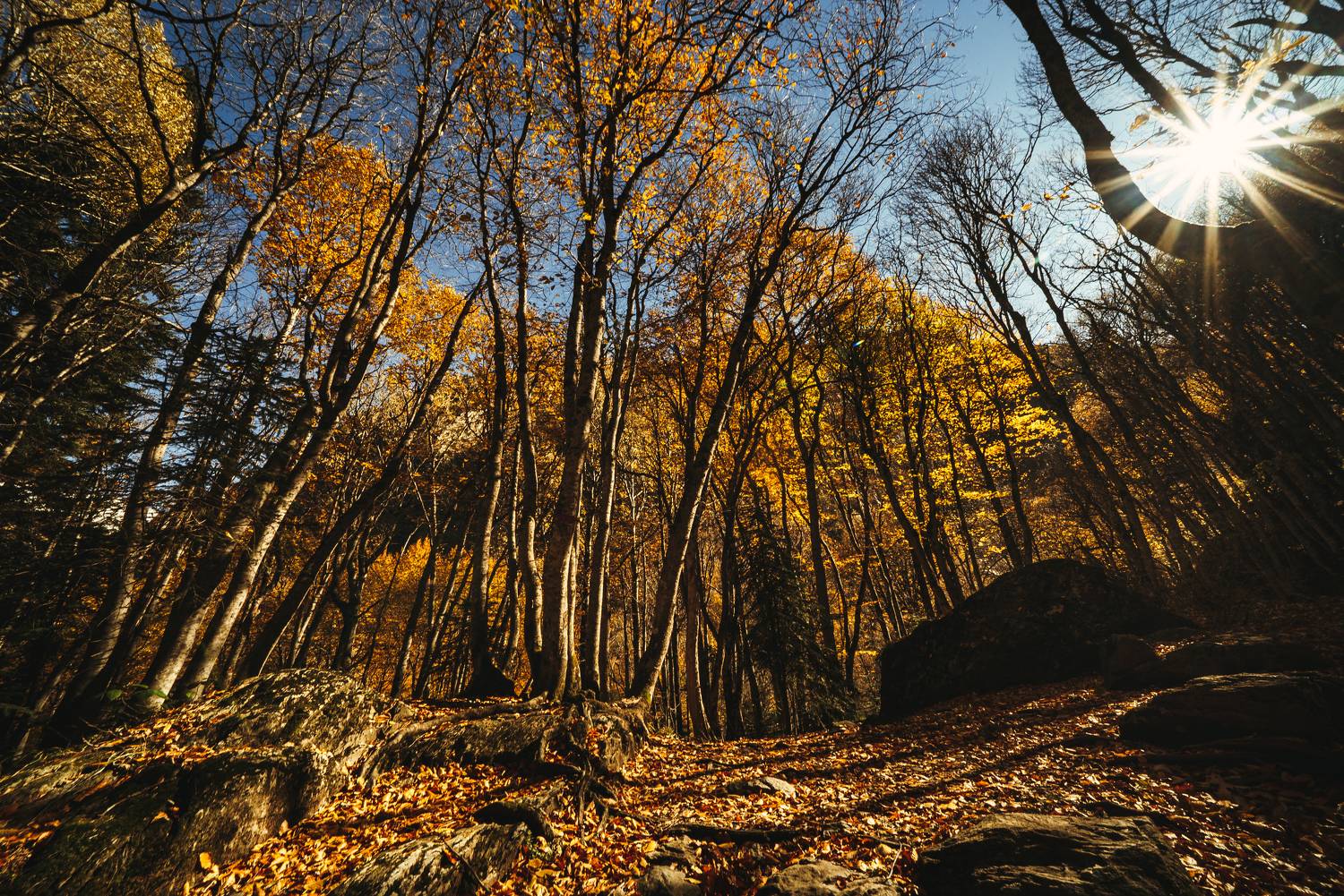 Photo #11135627