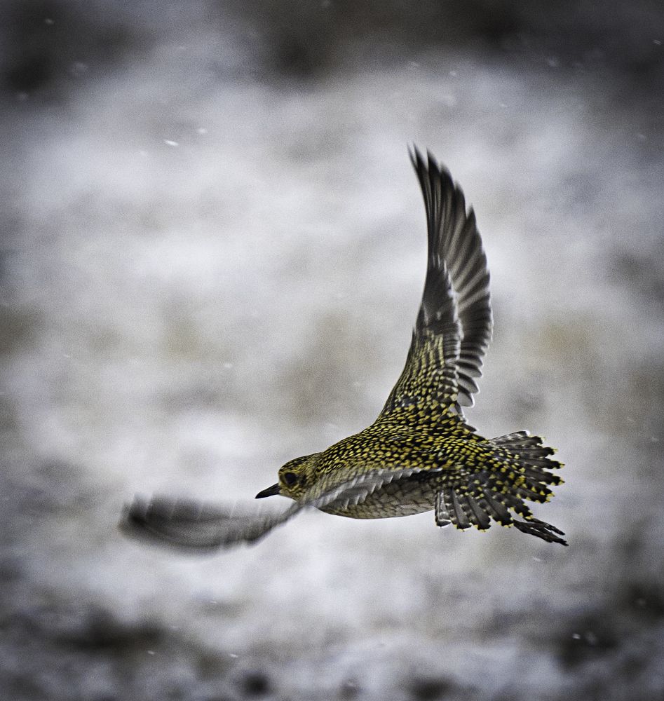 Бурокрылая ржанка