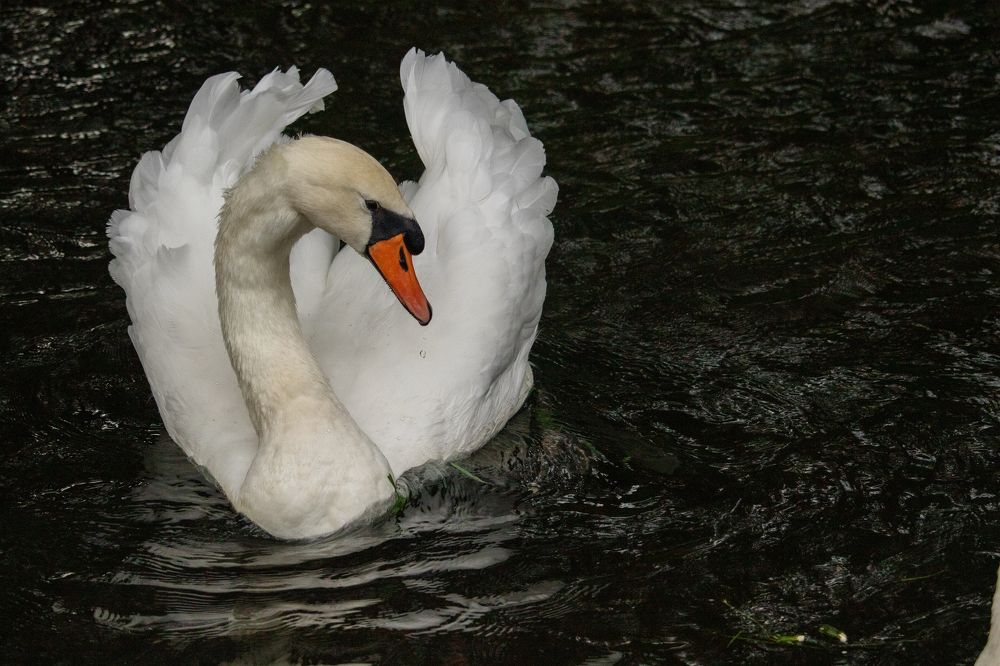 Photograph by Кристина Петерс