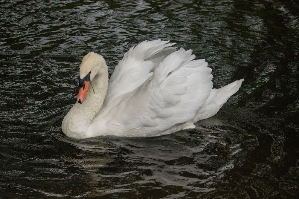 Photograph by Кристина Петерс