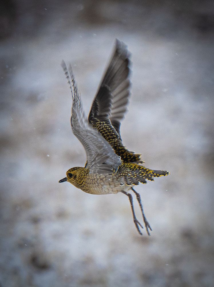 Бурокрылая ржанка