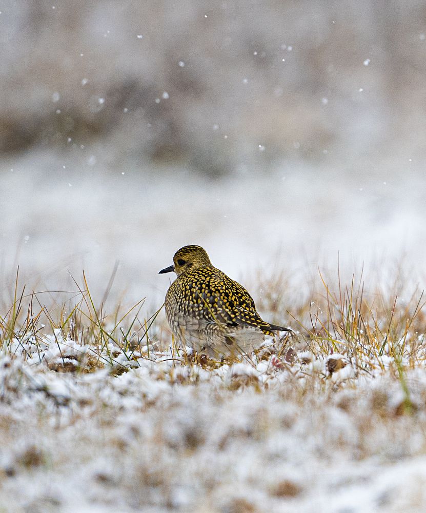 Бурокрылая ржанка