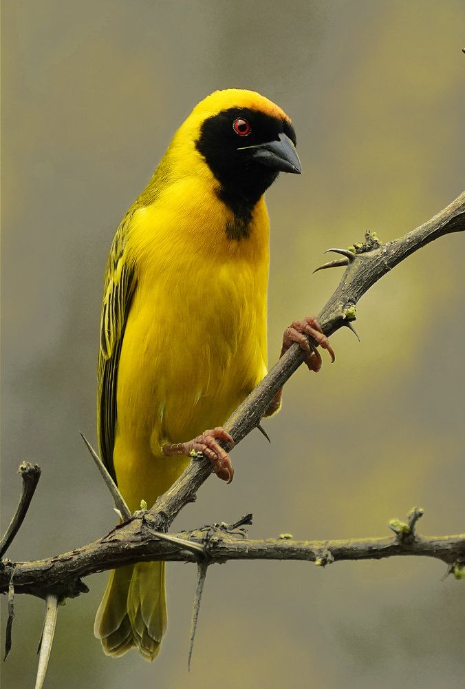 Photograph by Raed Victor Saad