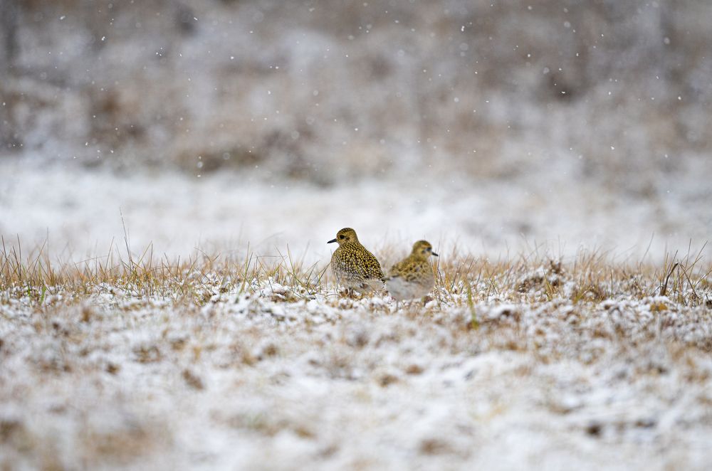 Бурокрылая ржанка