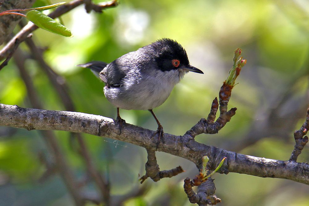Photograph by Claudio Bonaccorsi