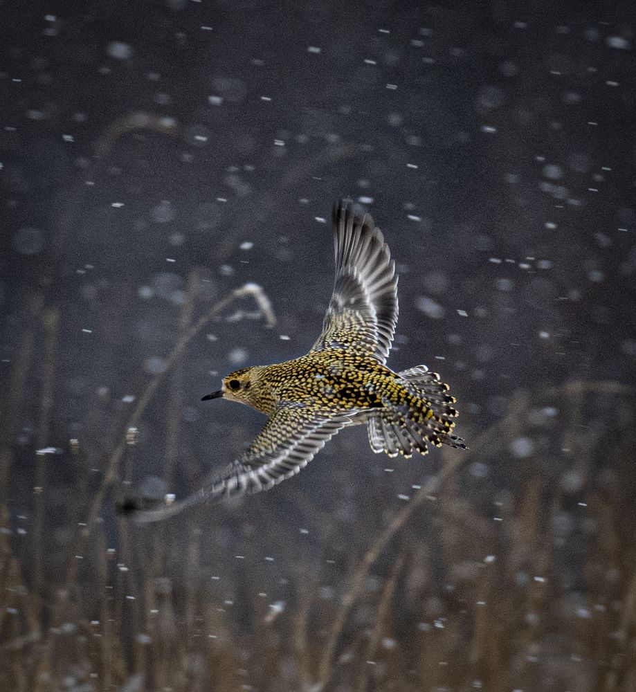 Бурокрылая ржанка