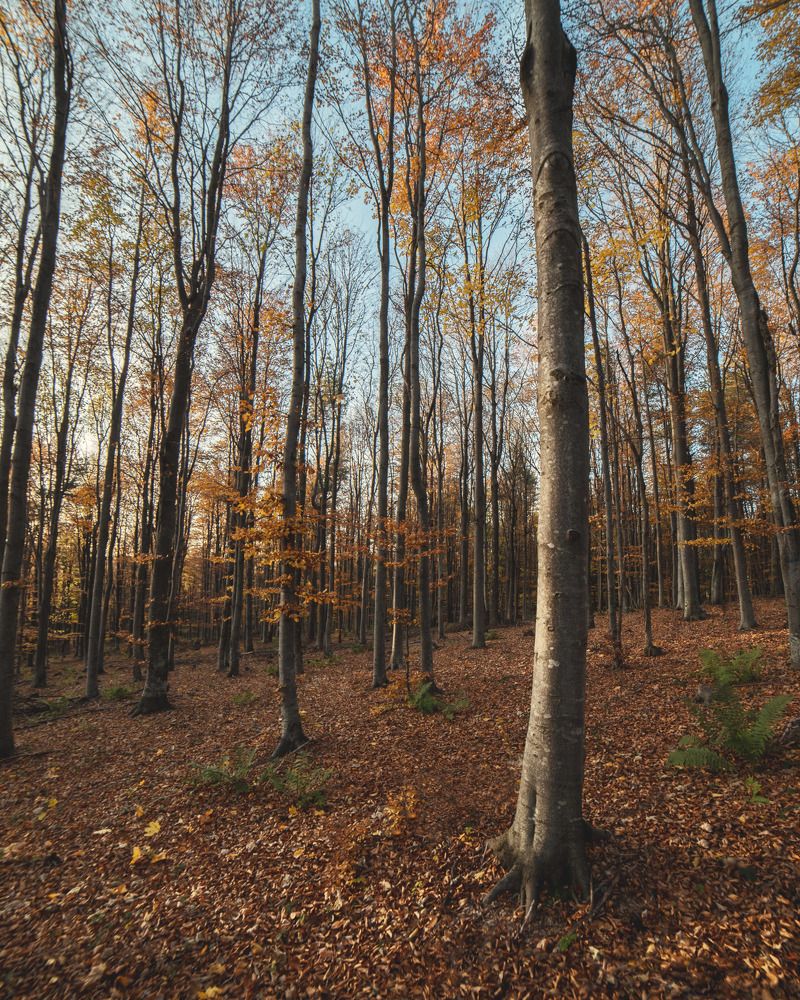 Фотография автора Lyuboslav Bochev