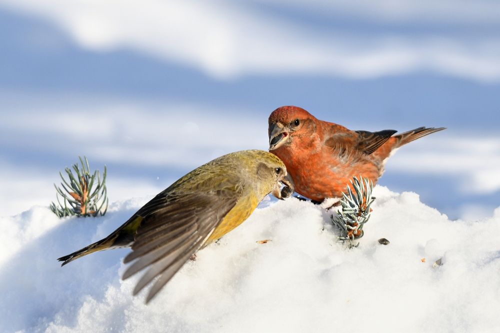 Завтрак клестов