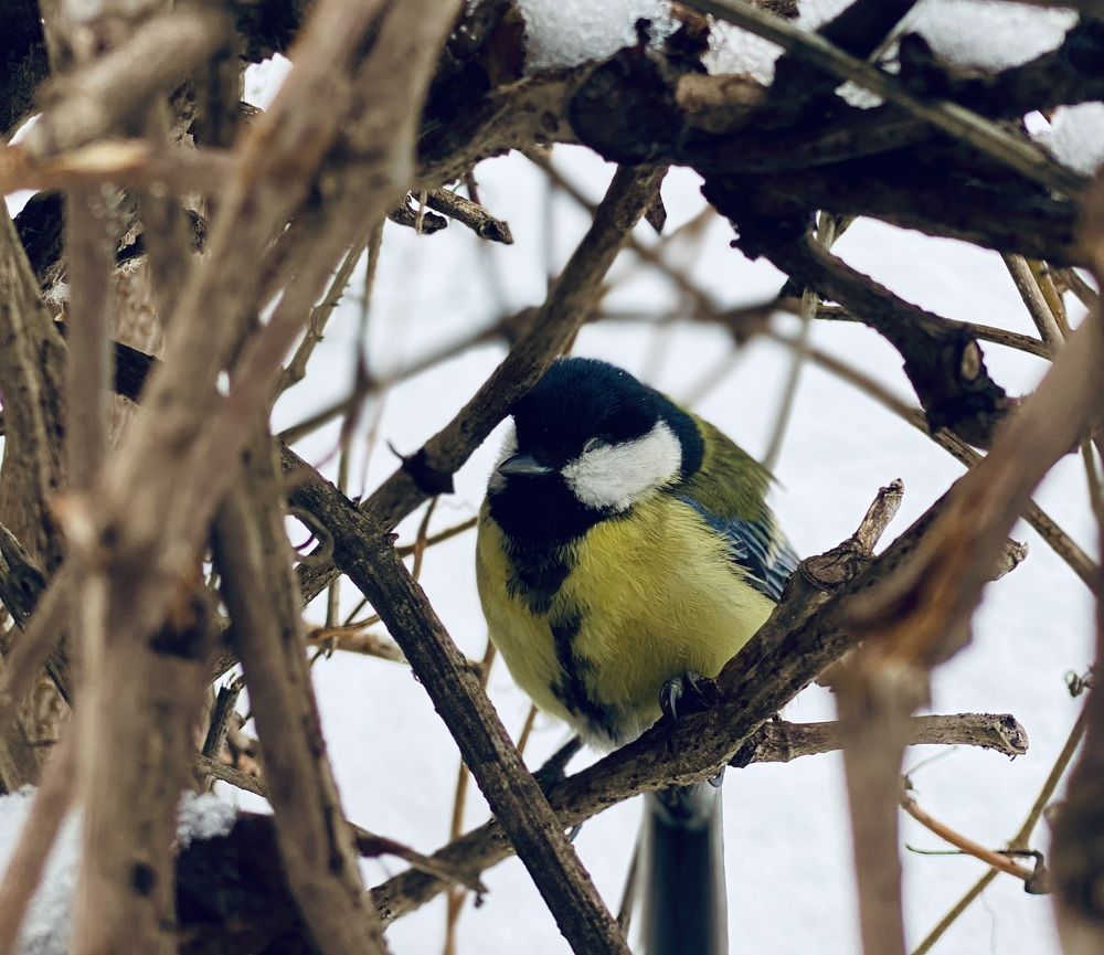 Photograph by Ксения Гулькова