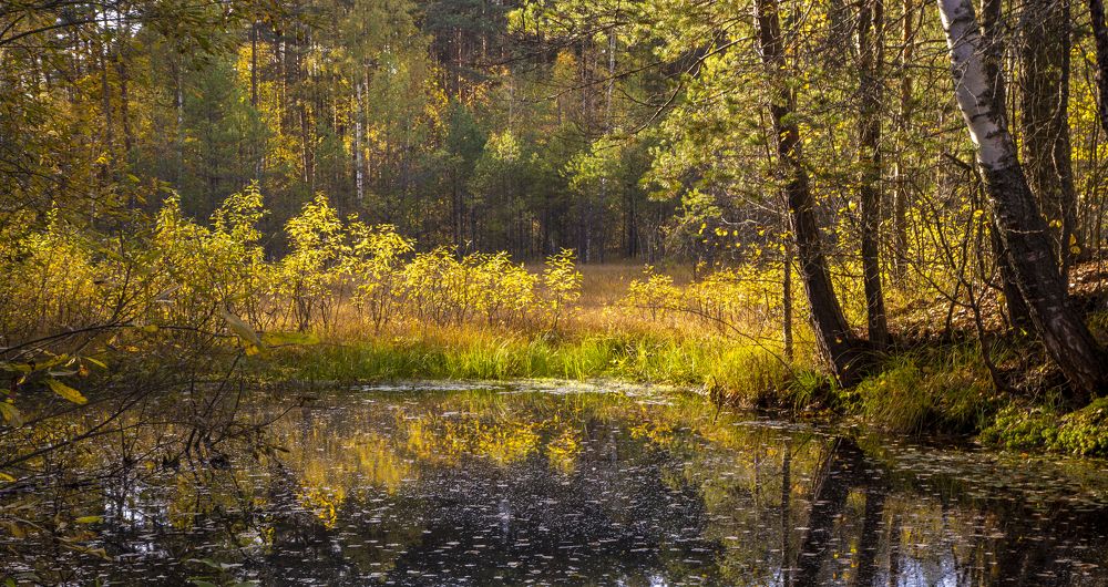 Лесное озеро