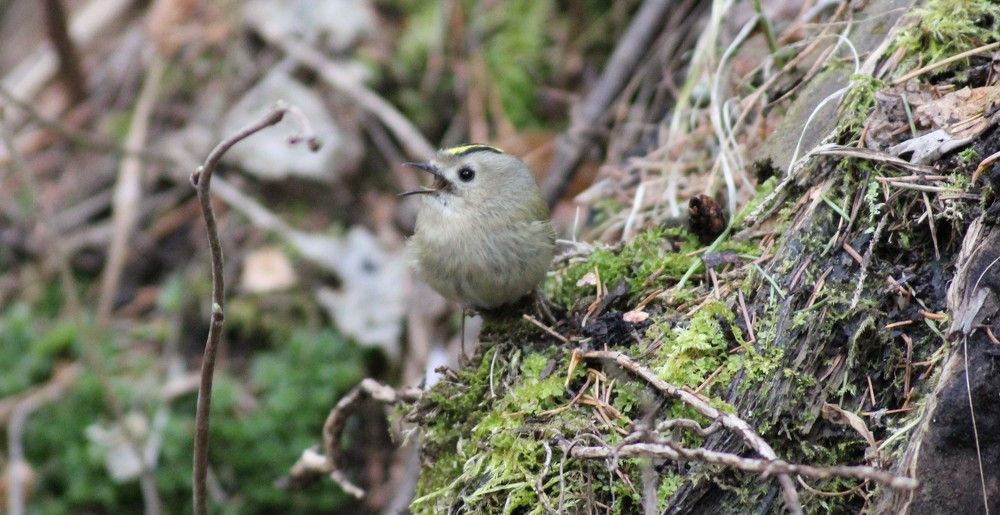 Photograph by Мария Гаптулханова
