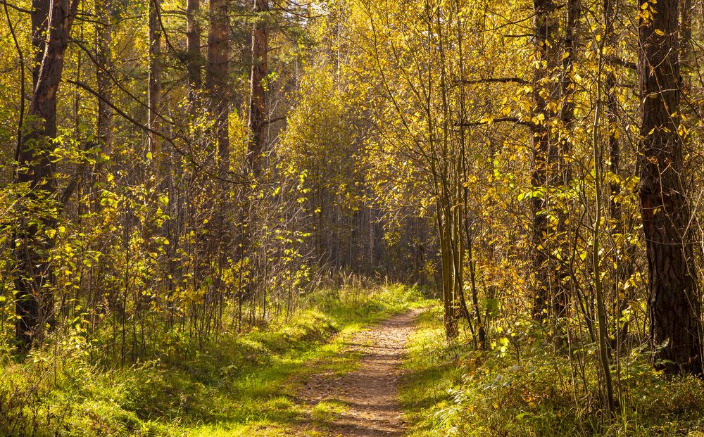 Лесная дорожка