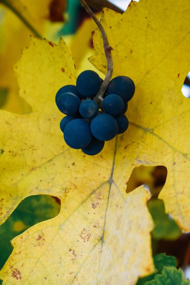 Photograph by Ольга Топорищева