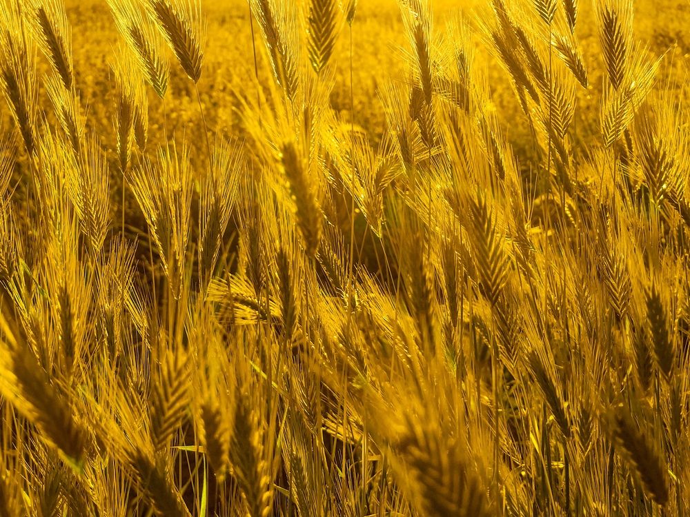 Photograph by Лариса Когтева