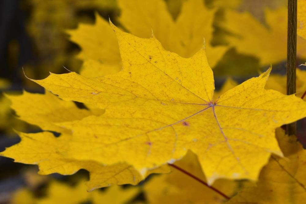 Photograph by Ольга Топорищева