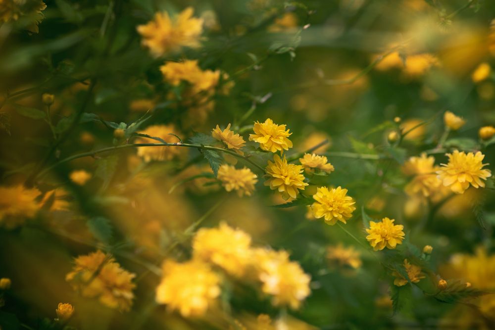 Photograph by Оксана Пономаренко