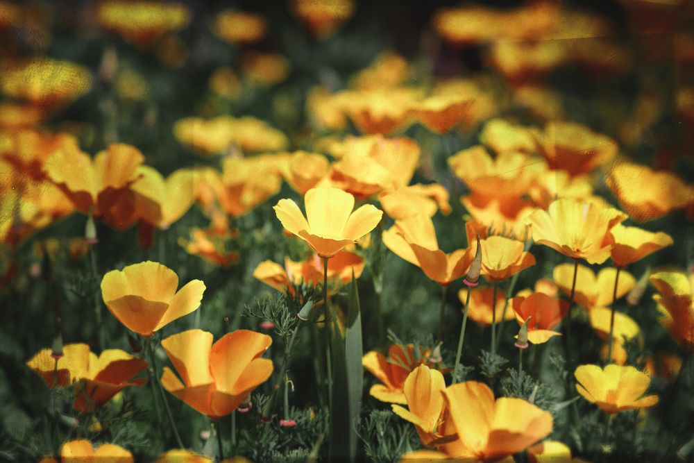 Photograph by Оксана Пономаренко