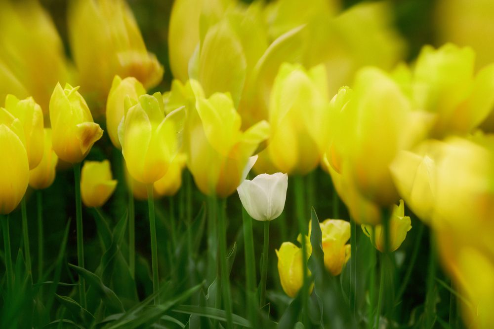 Photograph by Оксана Пономаренко