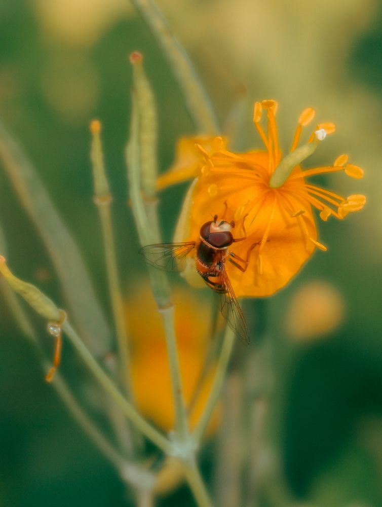 Photograph by Елена Шабельникова