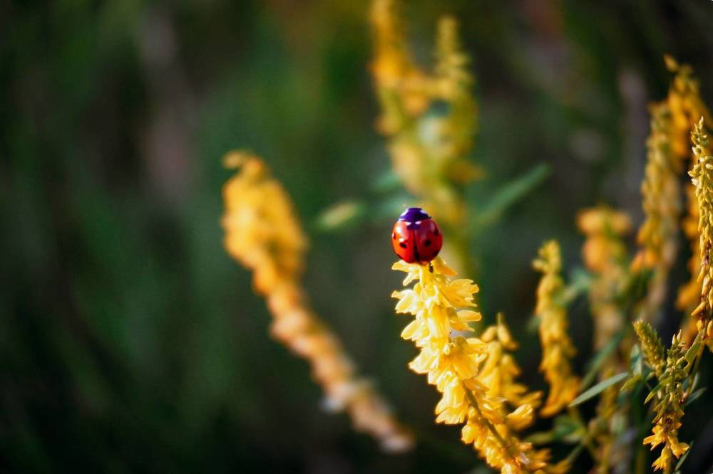 Photograph by Елена Шабельникова