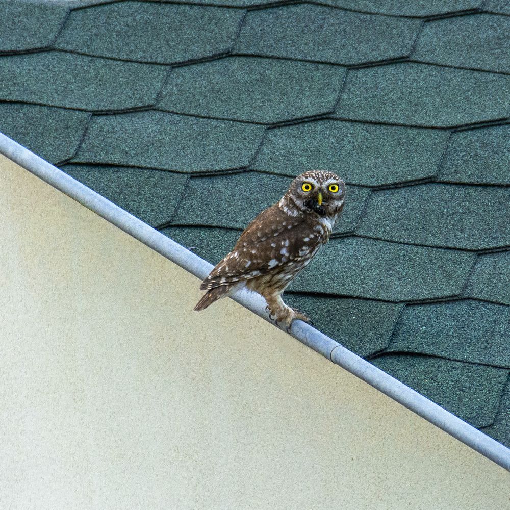 Желтые глаза