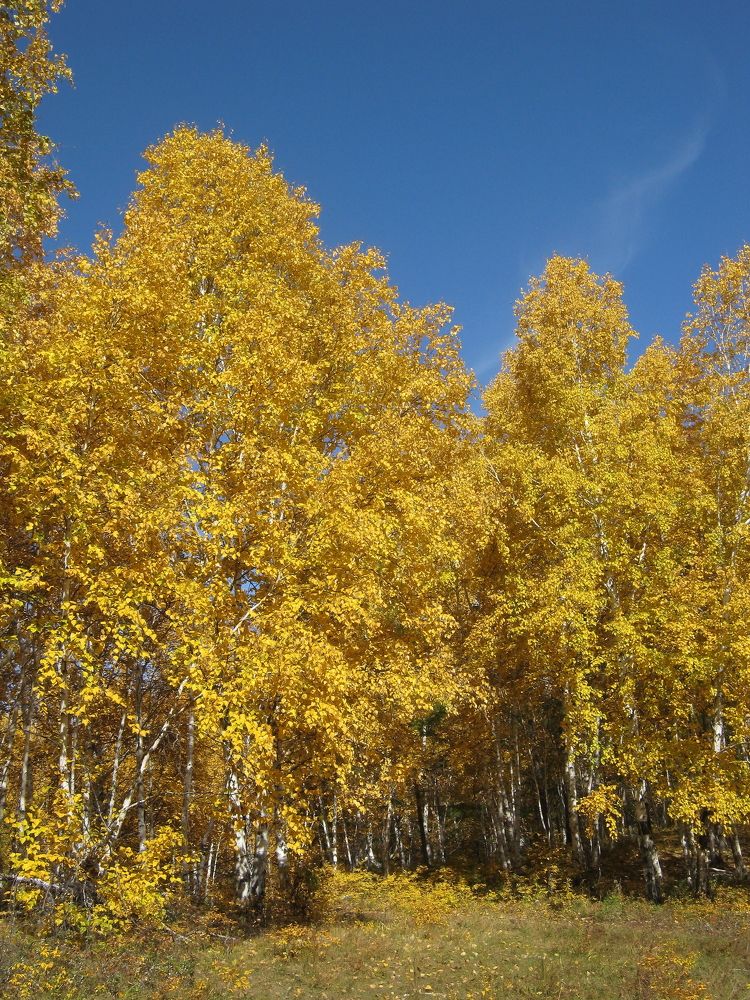 Осень золотая