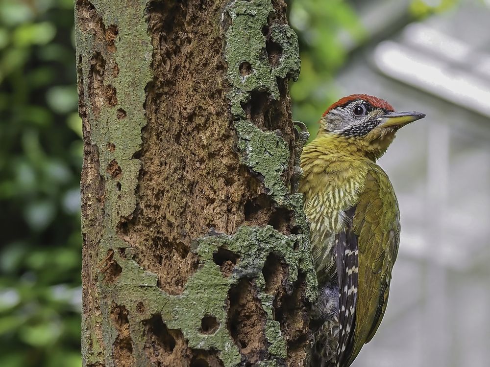 Photograph by Davide Poletto