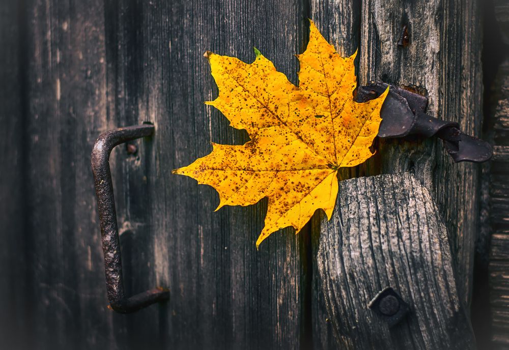 Жил резной кленовый лист...