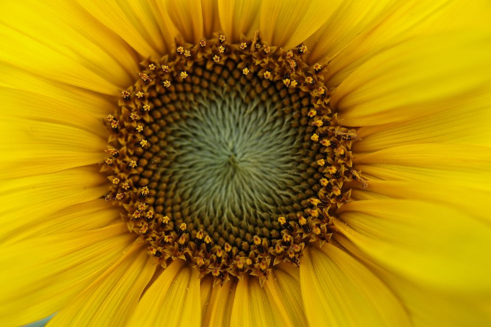 Photograph by Елена Одынец