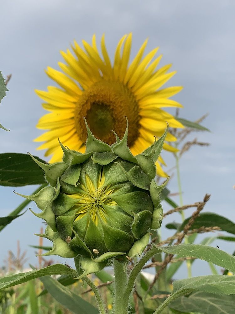 Фотография автора Ирина Шпаковская