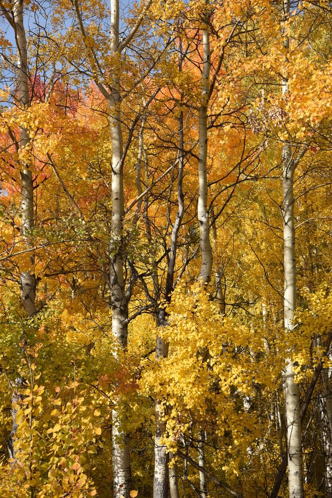 Photograph by Людмила Воропаева