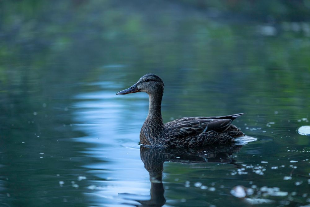 Photograph by ИРЕНА Цурпал