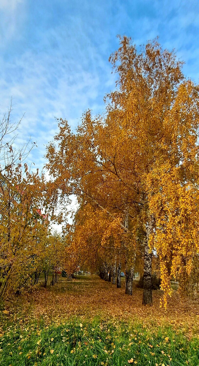 Photo #11136412