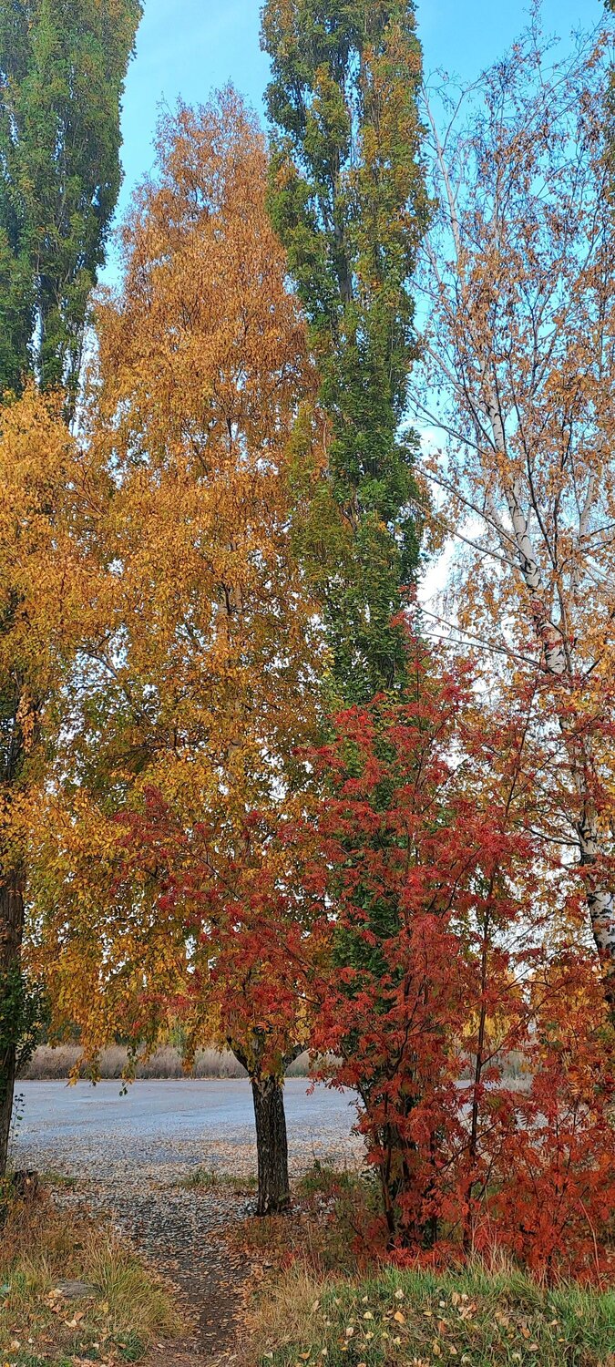 Photo #11136415