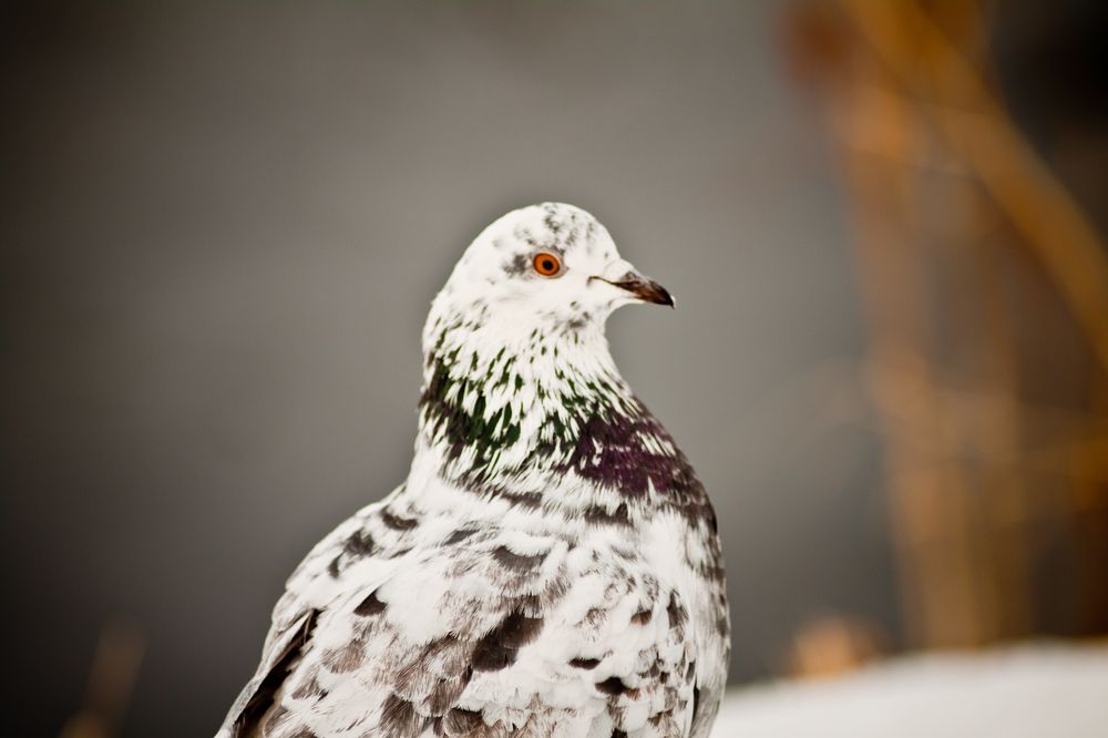 Photograph by Олег Терешкин