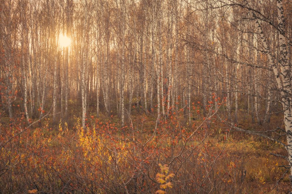 Photograph by Лина Матвеева