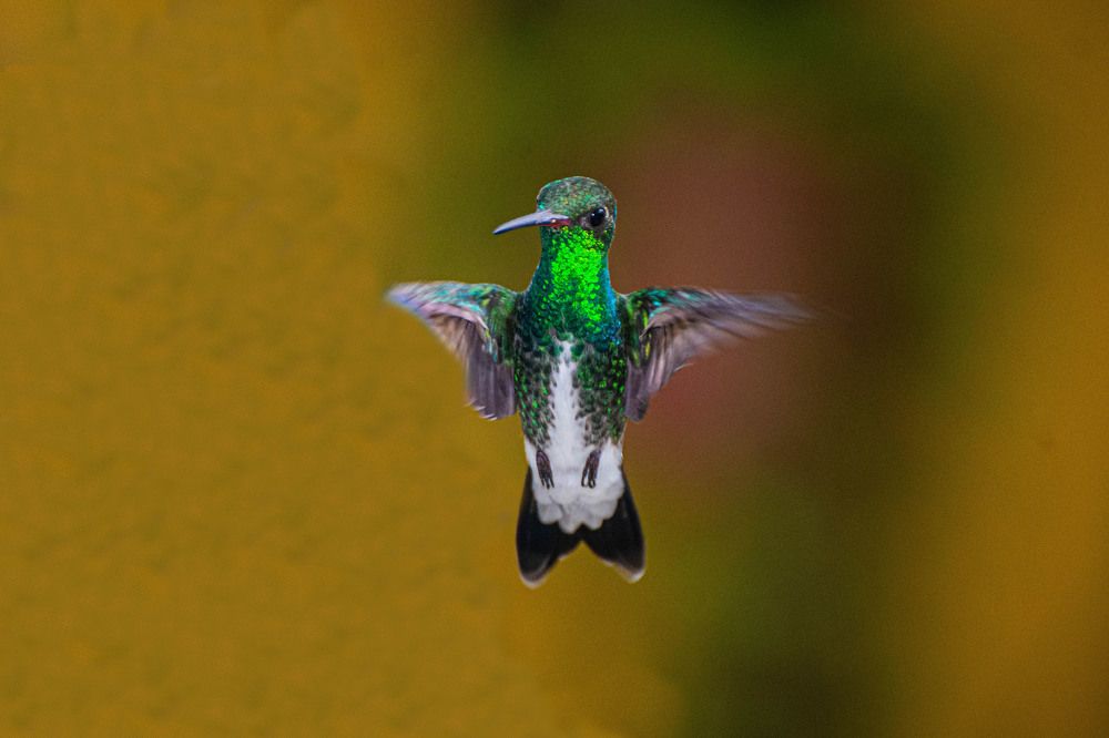 Photograph by Massimo Chiozzi