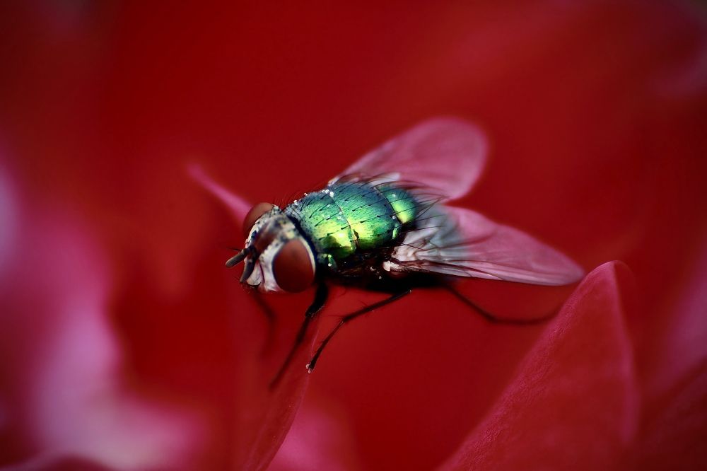 Photograph by Юлия Вялкова