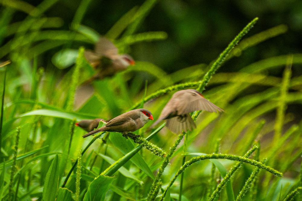 Photograph by Massimo Chiozzi