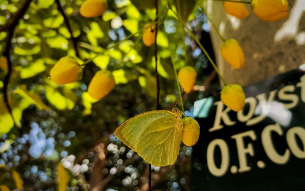 Photograph by ASWIN KUMAR S