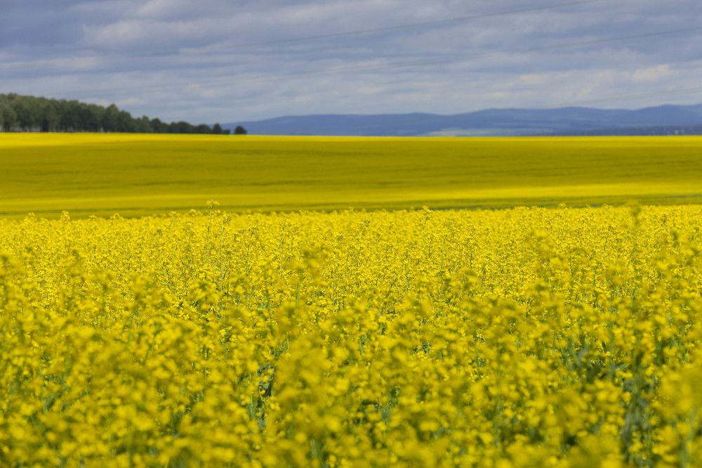 Photograph by ИРЕНА Цурпал