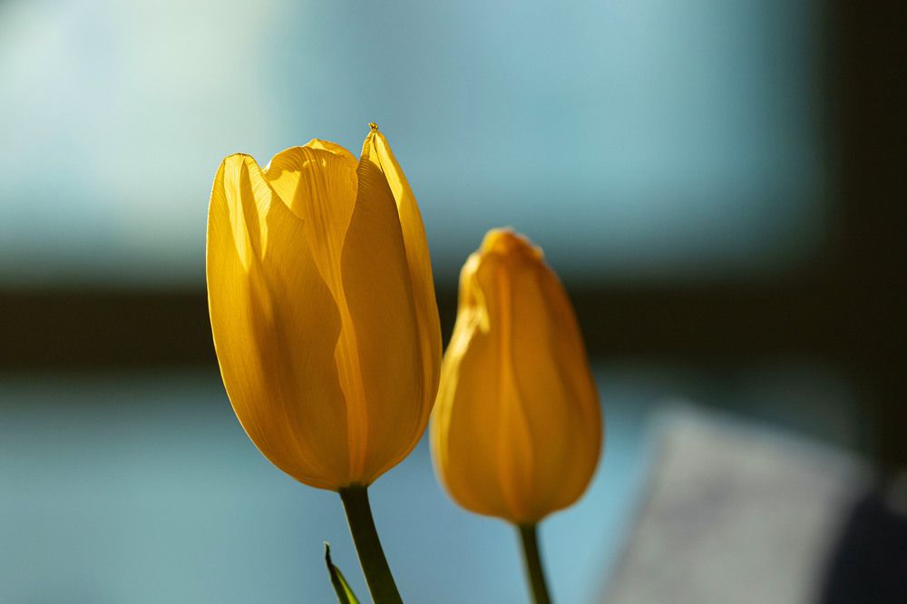 Photograph by ИРЕНА Цурпал