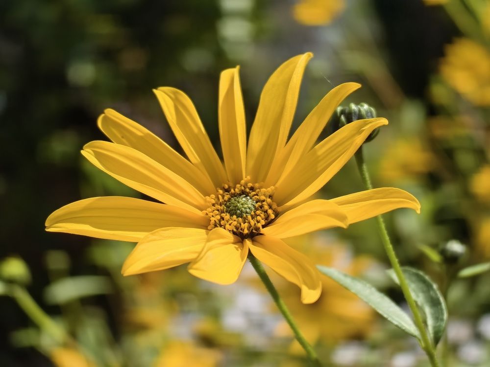 Photograph by Роман Межерицкий