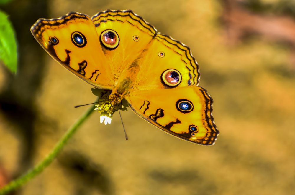 Photograph by Kamal Bhattacharjya
