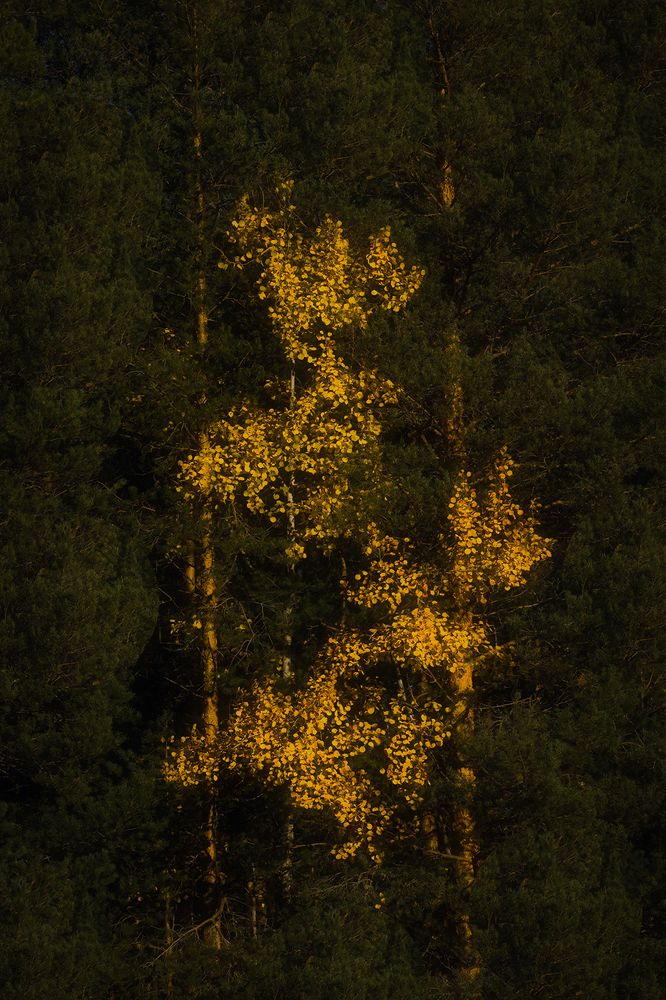 Photograph by Елена Амозова