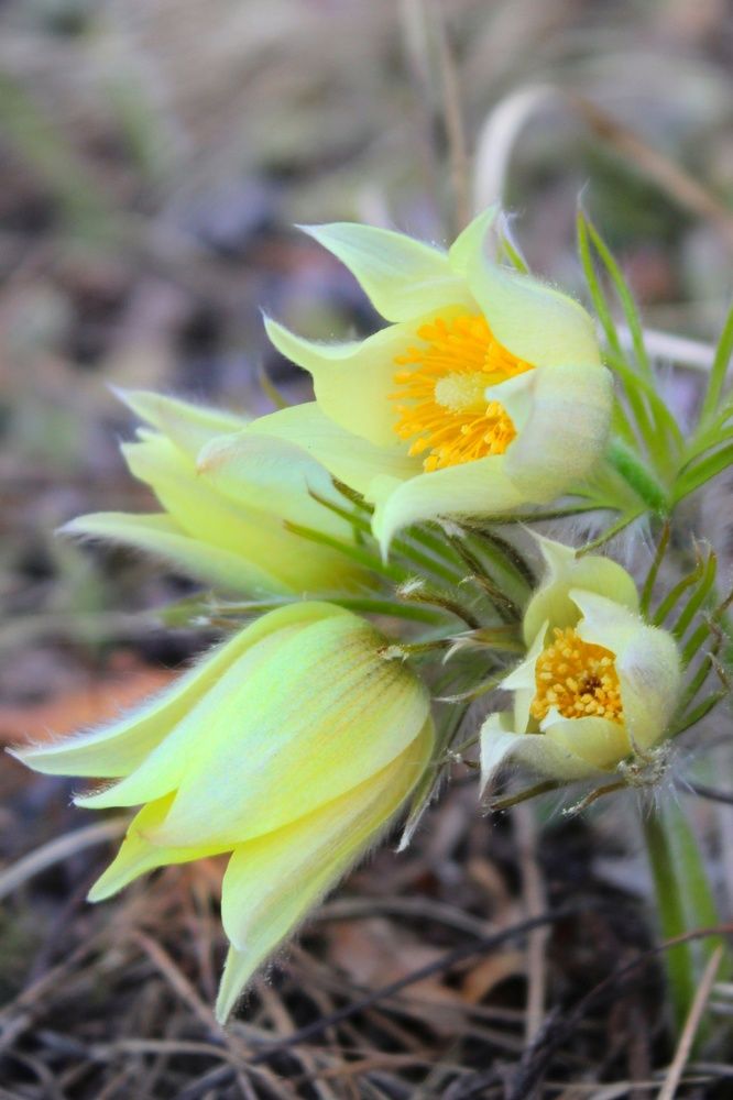 Фотография автора Тамара Караваева