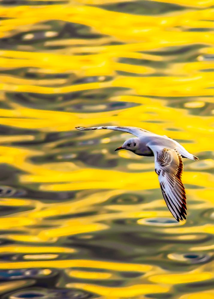 Photograph by DAMOUN POURNEMATI