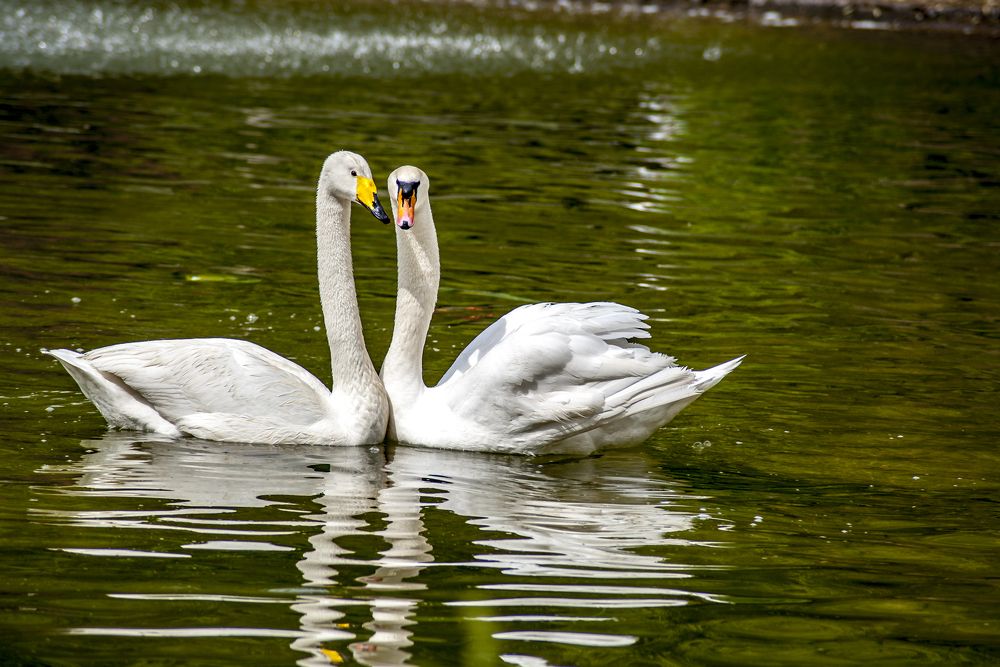 Photograph by DAMOUN POURNEMATI