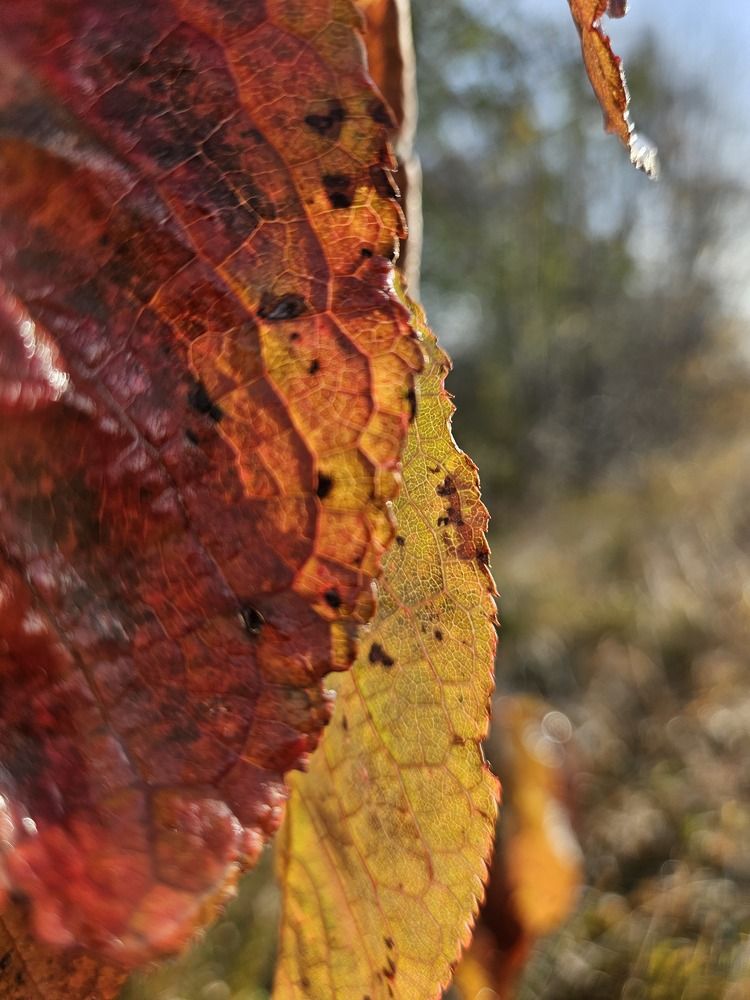 Photograph by Эльвира