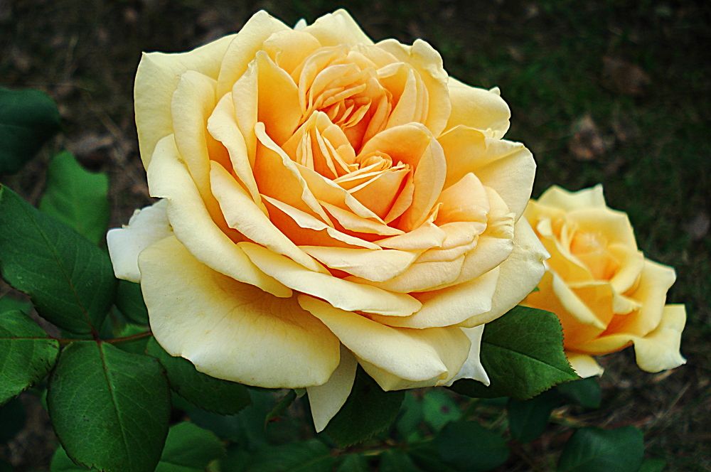 Желтая роза